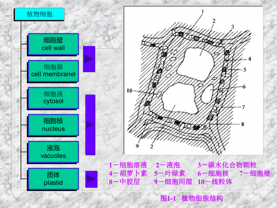 食品冷冻冷藏的课件.ppt_第3页