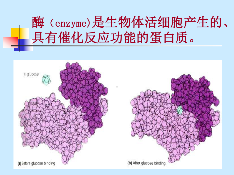 酶工程-第一节-酶的生物学功能课件.ppt_第1页