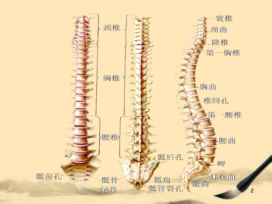 脊柱的日常保养课件.ppt_第2页