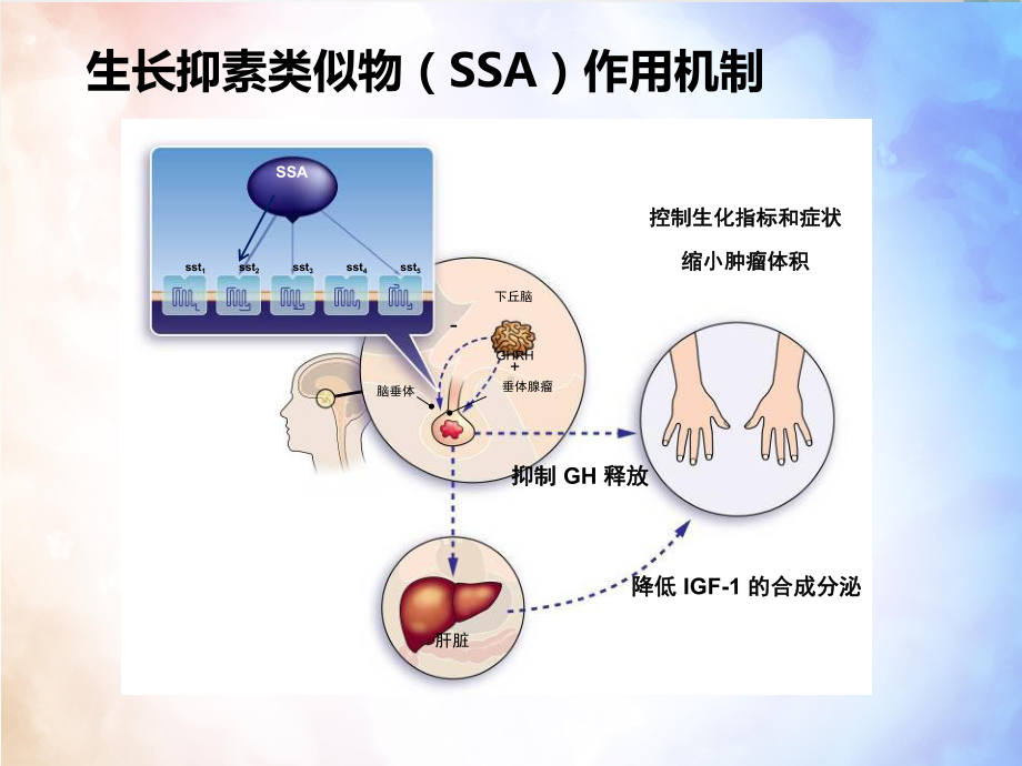 善龙作用机制及药物经济学评价课件.pptx_第3页