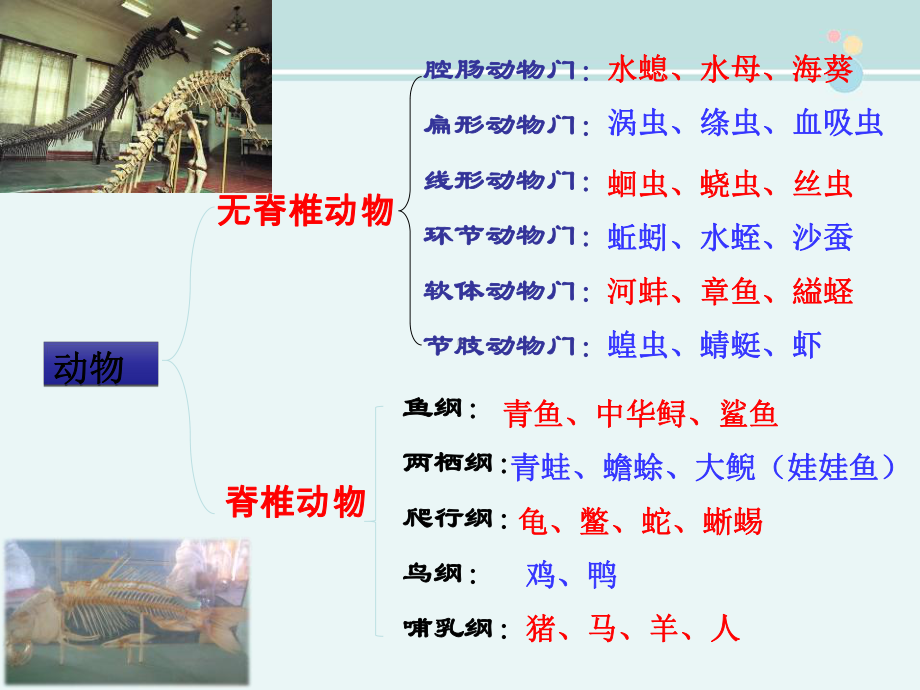 八年级生物上册第四节鱼-完整版课件.ppt_第1页