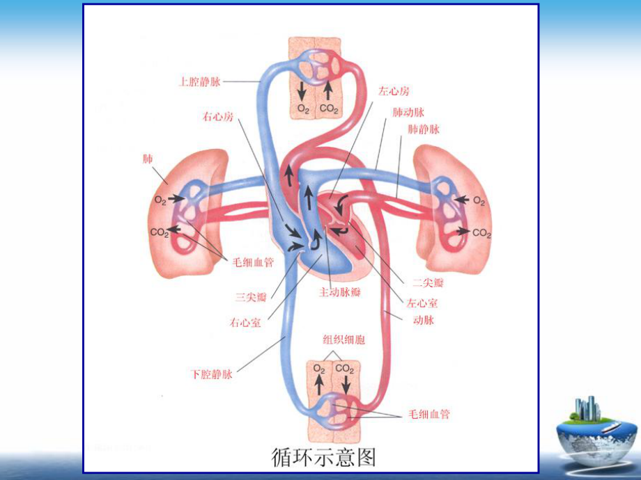 药物化学-第十二章-心血管药物-强心药课件.ppt_第2页