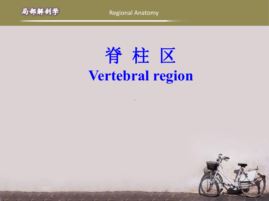 脊柱区解剖(局部解剖学)-课件.ppt_第1页