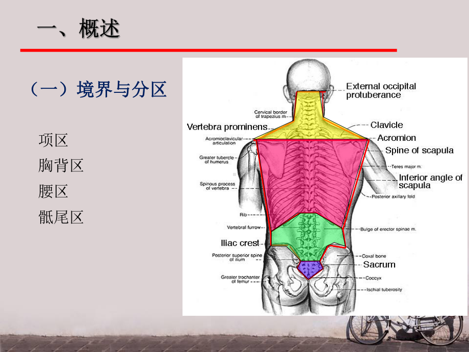 脊柱区解剖(局部解剖学)-课件.ppt_第3页