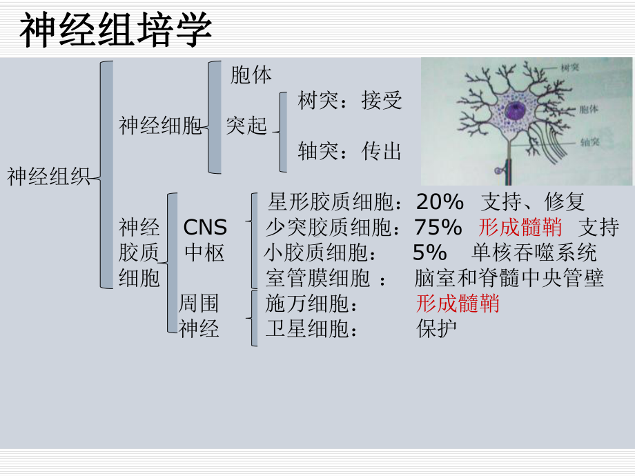 脱髓鞘假瘤MRI诊断课件.pptx_第3页