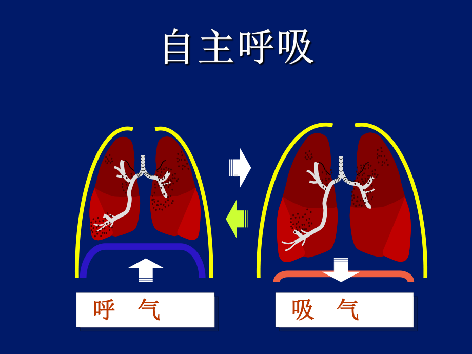 呼吸力学与呼吸机波形及其临床意义课件.ppt_第3页