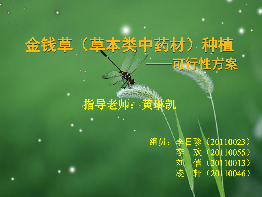 金钱草种植可行性方案.ppt_第1页