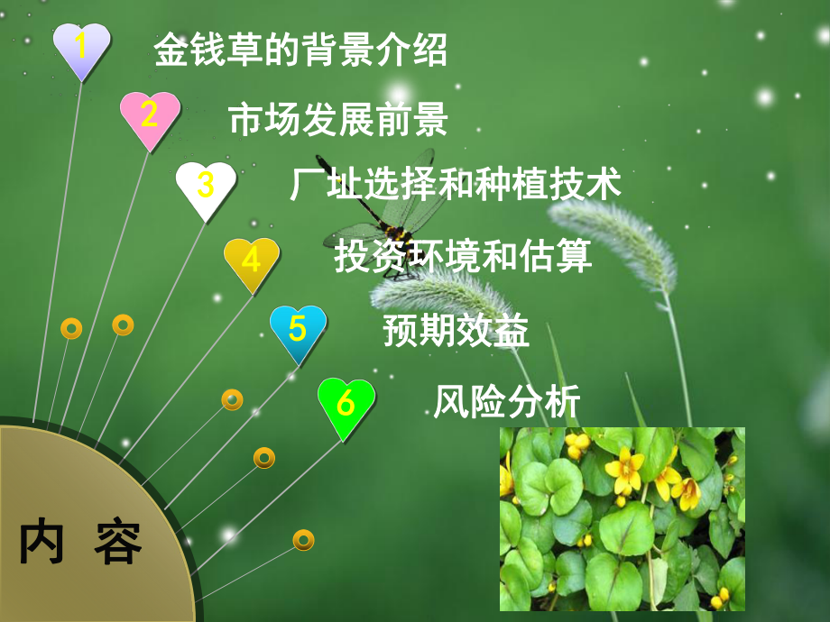 金钱草种植可行性方案.ppt_第2页