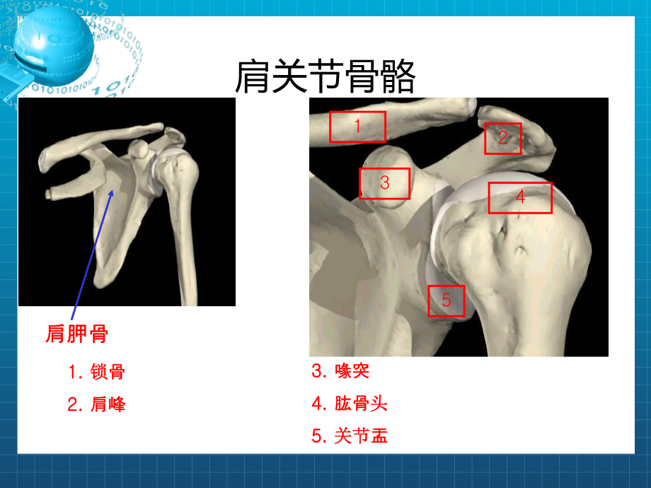 肩关节解剖入路及打结课件.ppt_第2页