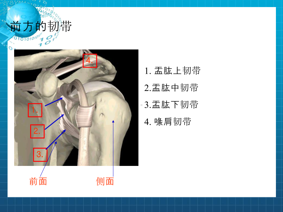 肩关节解剖入路及打结课件.ppt_第3页