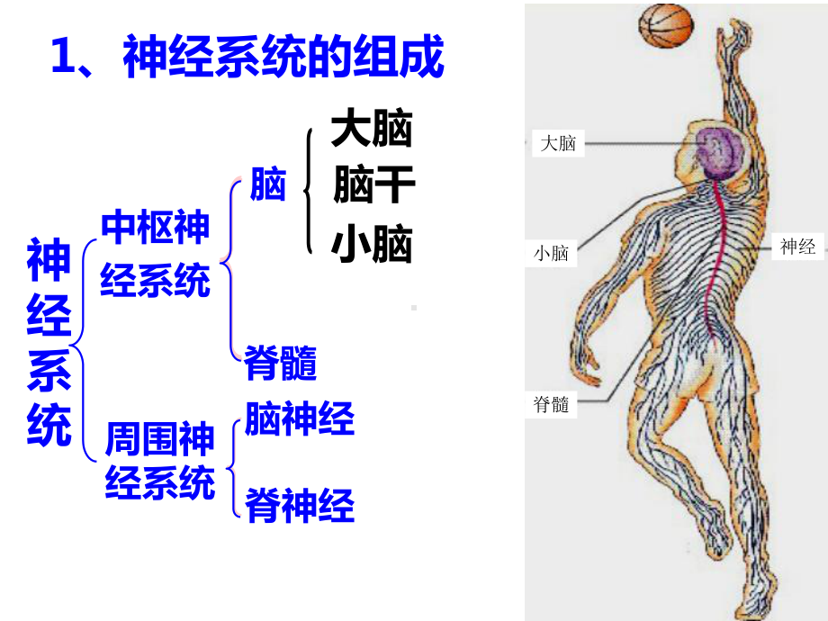 神经系统的分级调节课件.pptx_第2页