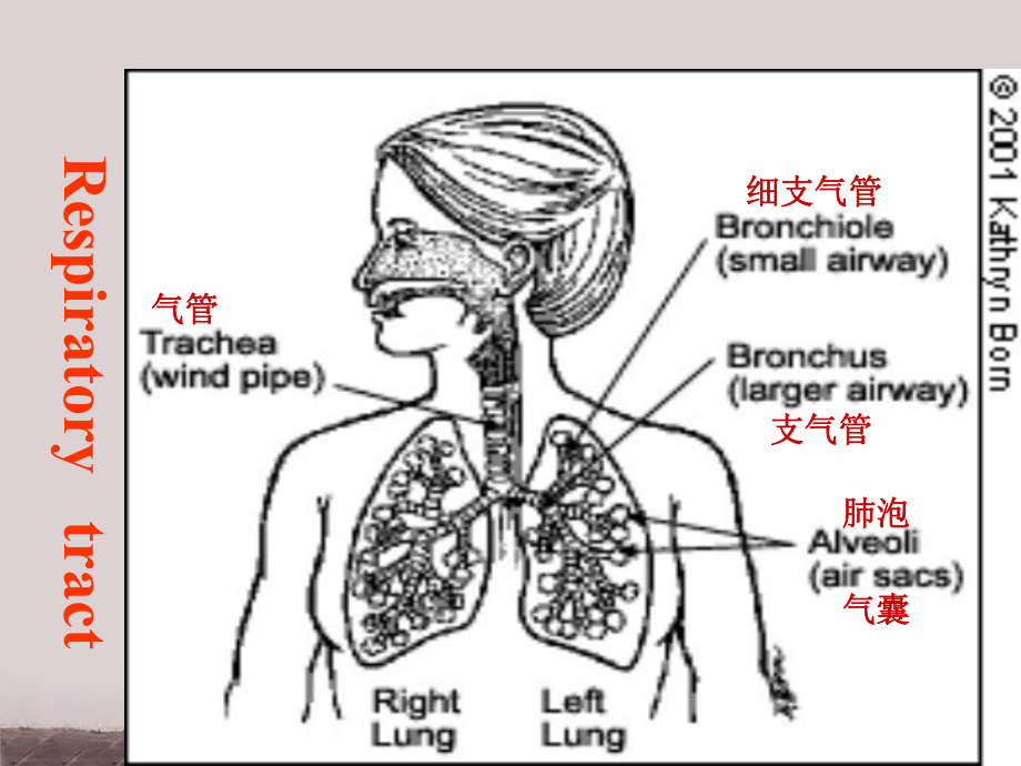 症状与体征-signs-and-symptoms-课件.ppt_第2页