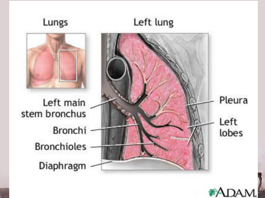 症状与体征-signs-and-symptoms-课件.ppt_第3页