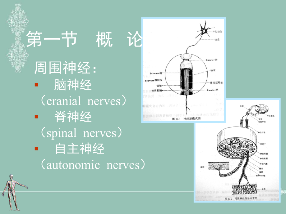 周围神经损伤教材课件.ppt_第2页