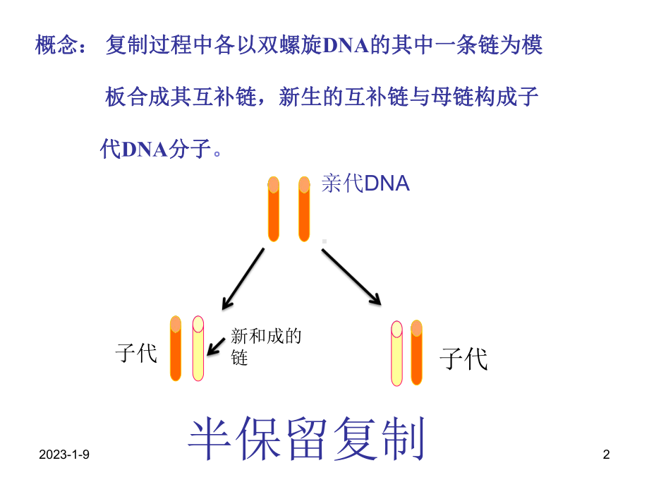 分子生物学-DNA复制课件.ppt_第2页