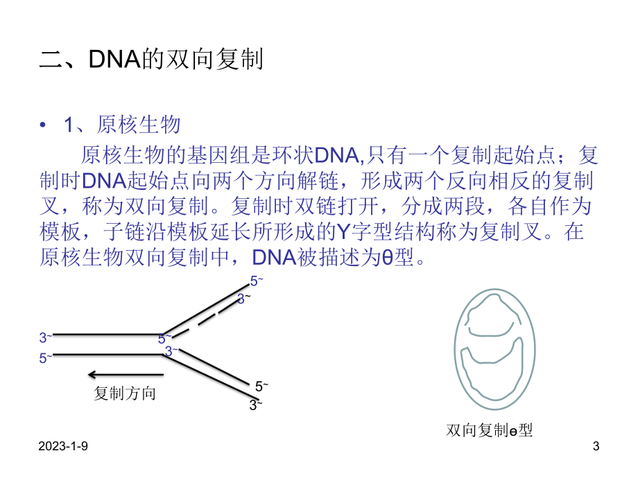 分子生物学-DNA复制课件.ppt_第3页