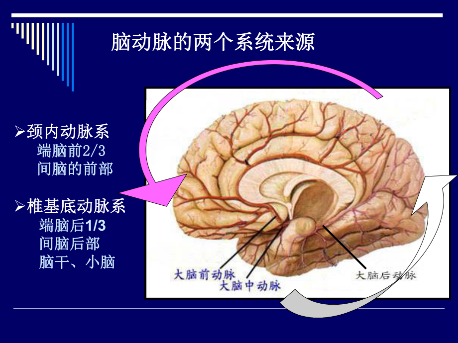 脑动脉的解剖课件.ppt_第3页