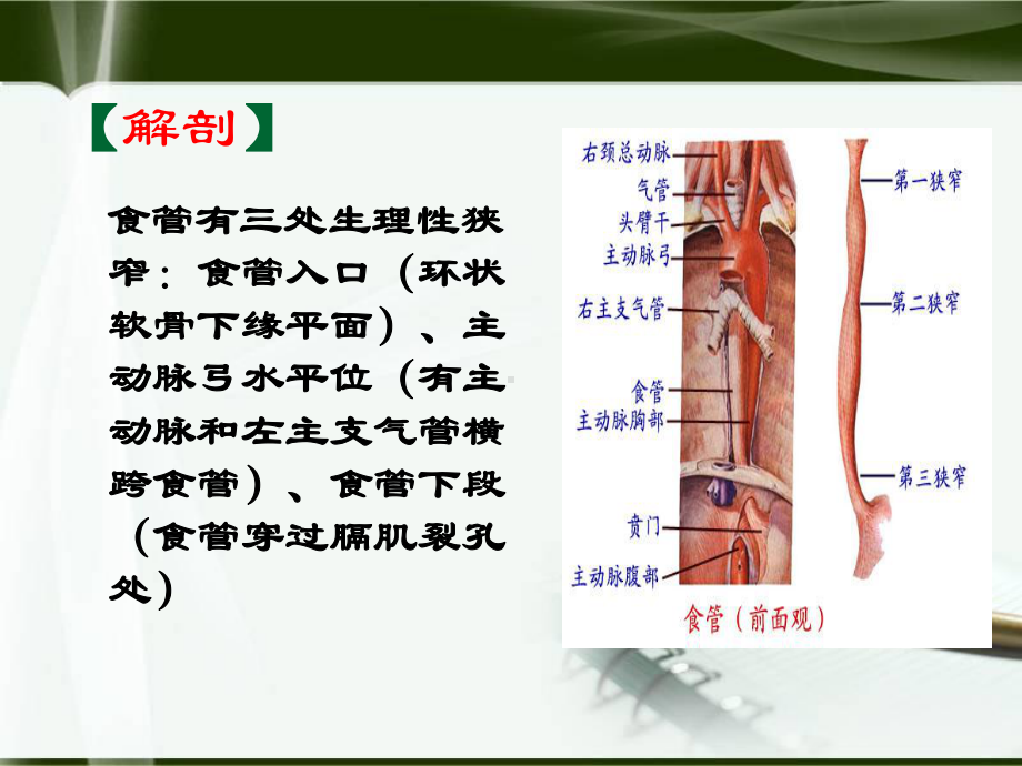 食管癌-孙会课件.ppt_第2页