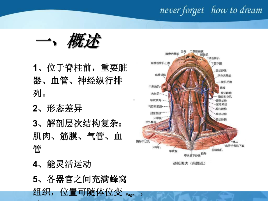 颈部局部解剖课件.ppt_第2页