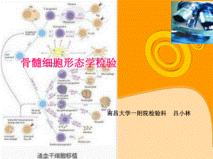 骨髓细胞形态学检验课件.ppt