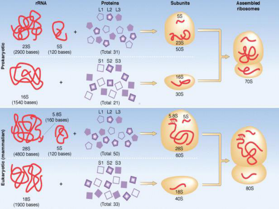 Translation&生物化学讲义课件.pptx_第3页