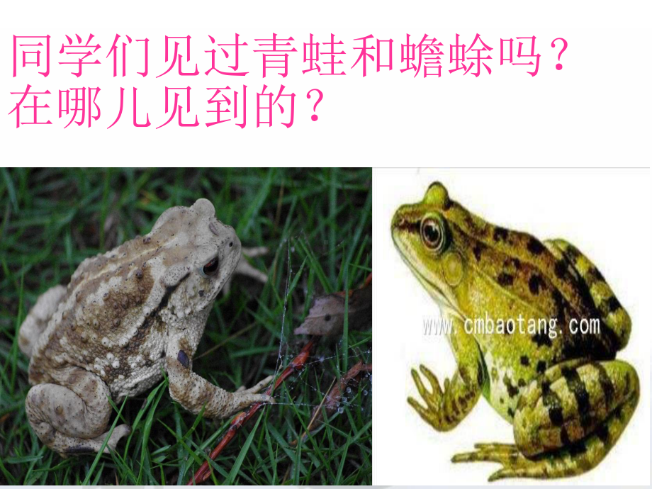 青蛙和蟾蜍课件.ppt_第2页