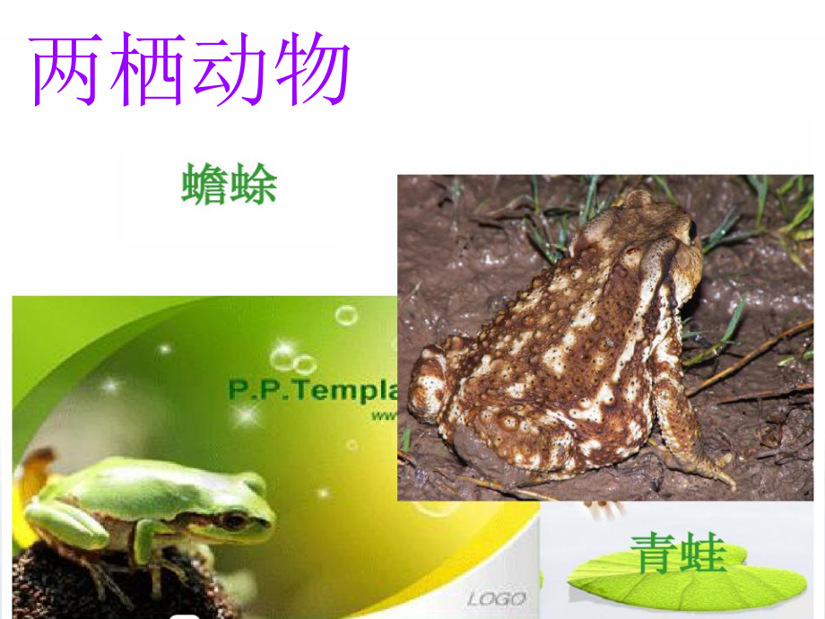 青蛙和蟾蜍课件.ppt_第3页