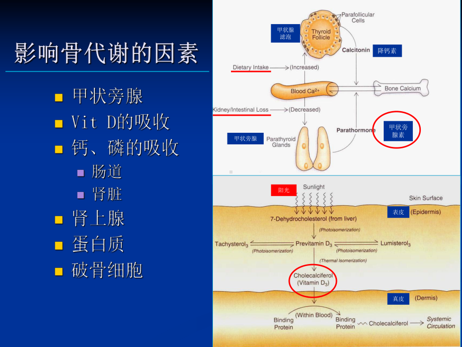 甲状旁腺功能亢进的影像学诊断课件.ppt_第2页