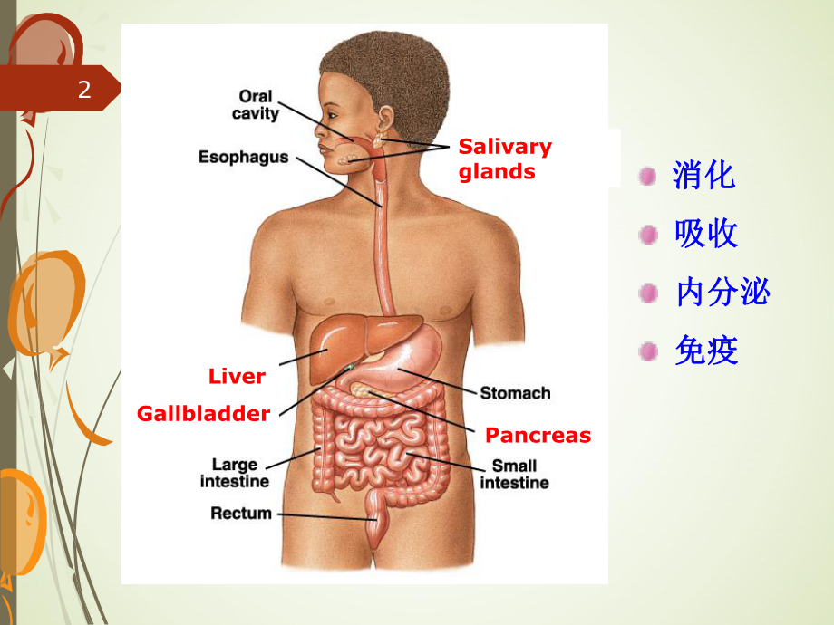 生理学&6-消化与吸收课件.ppt_第2页