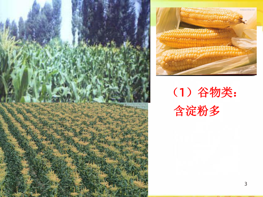 《粮食作物》课件.ppt_第3页