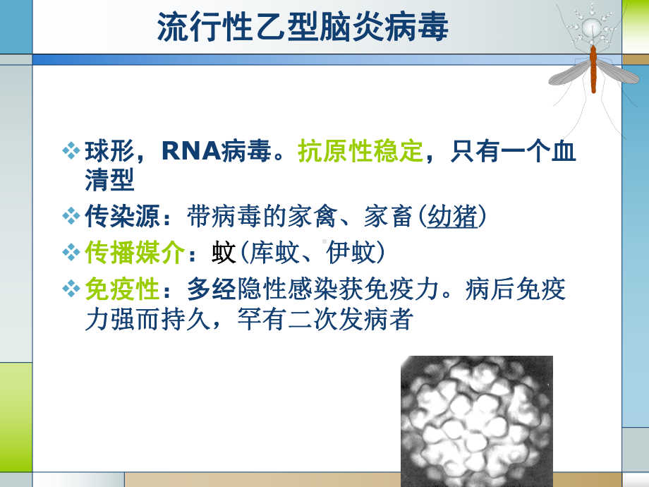 黄V出血热V疱疹V课件.ppt_第3页