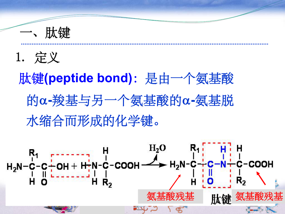 《肽的结构和功能》课件.ppt_第2页