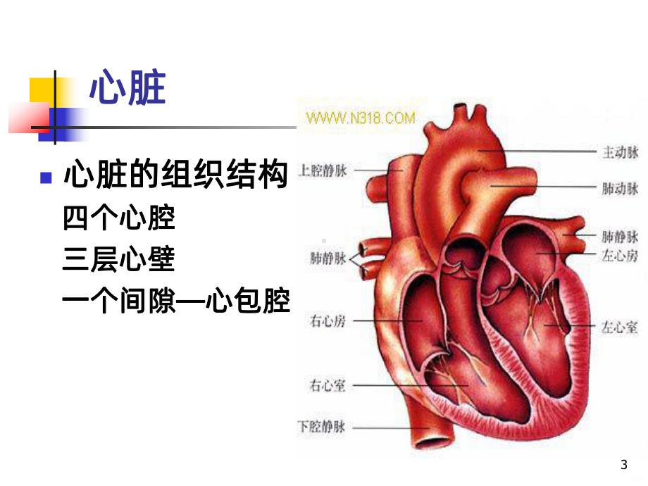 循环系统概述课件.ppt_第3页