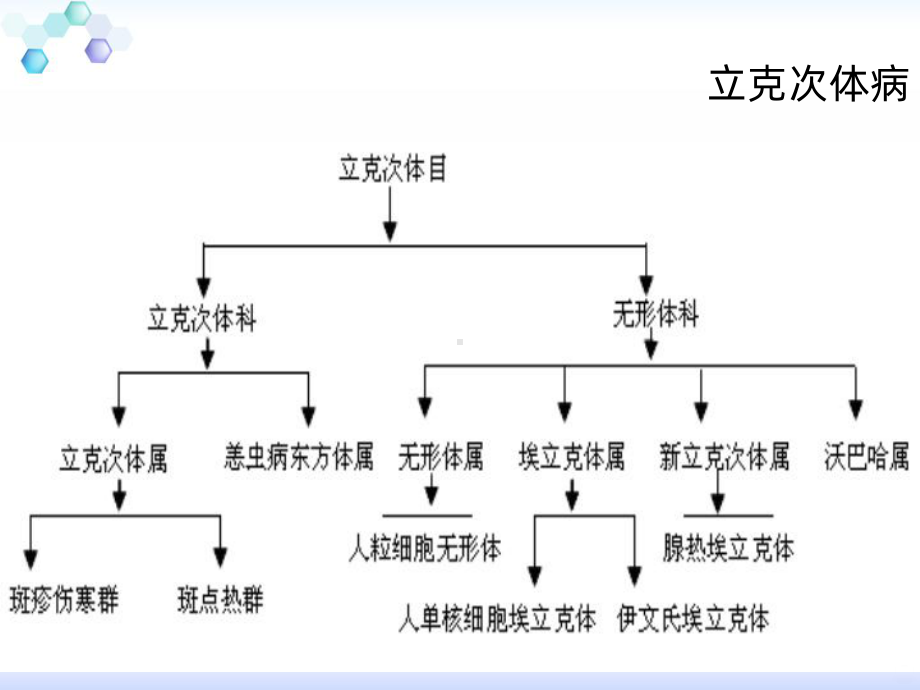 恙虫病的诊治课件.ppt_第3页