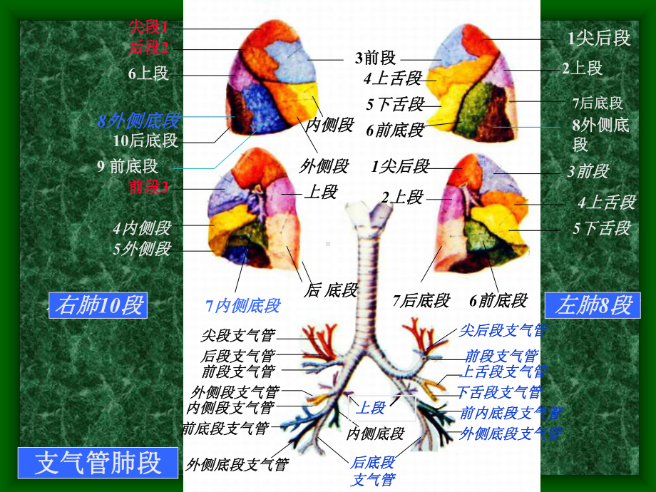 胸部连续横断层解剖及CT课件.ppt_第2页