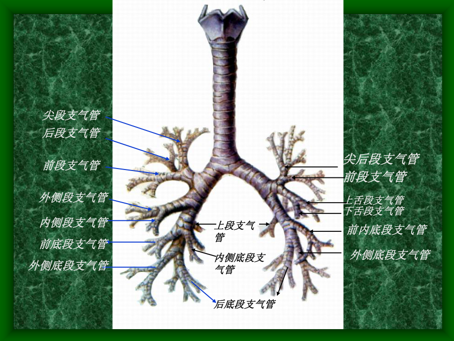 胸部连续横断层解剖及CT课件.ppt_第3页