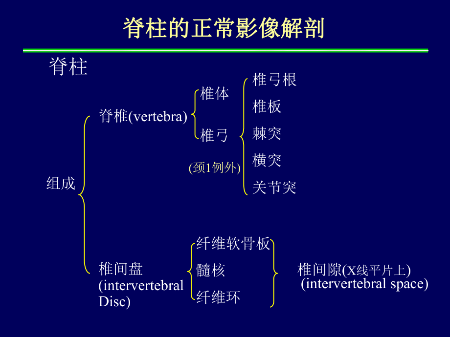 脊柱正常解剖-2课件.ppt_第3页