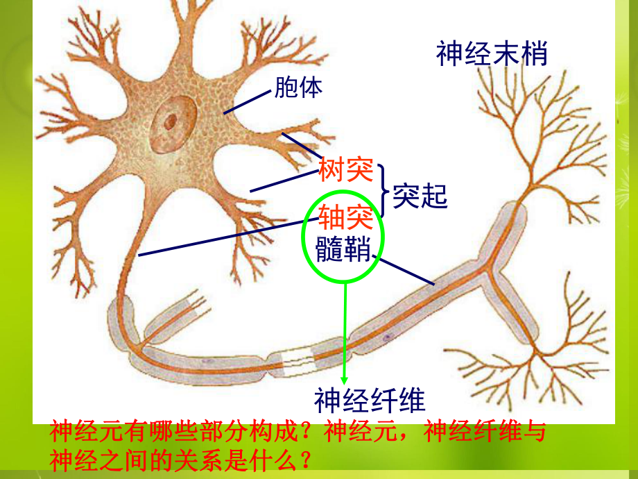 高中生物《第二章-第一节-通过神经系统的调节》课件2-新人教版必修3.ppt_第3页