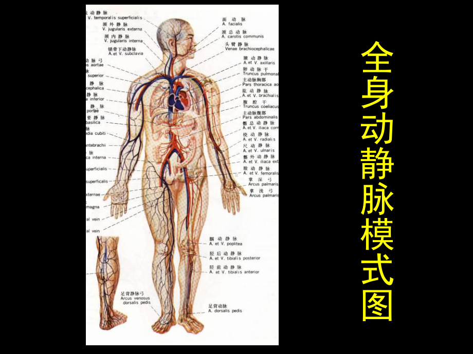 全身动静脉模式图课件.ppt_第2页