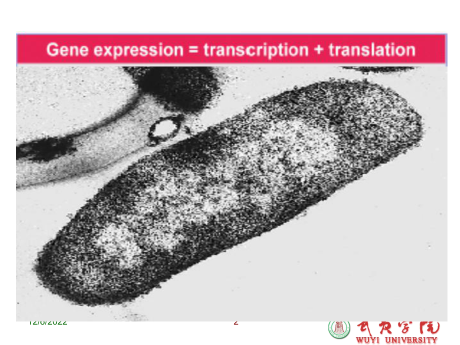 7-原核生物基因表达调控课件.ppt_第2页