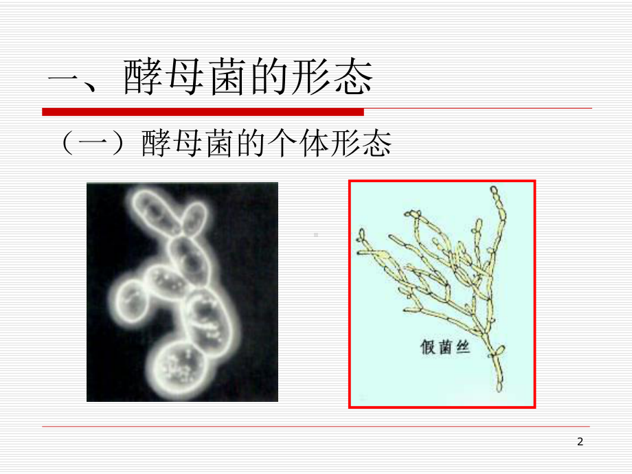 第二节酵母菌课件.pptx_第2页