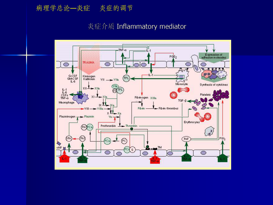 研究生病理学炎症2课件.ppt_第1页