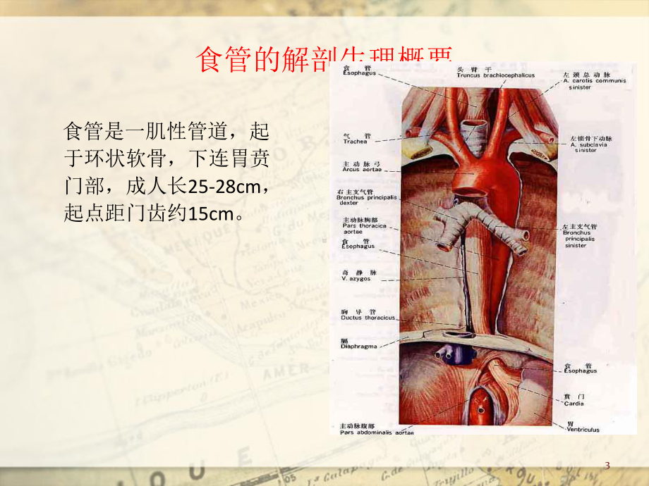 食管癌-20120927详解课件.ppt_第3页