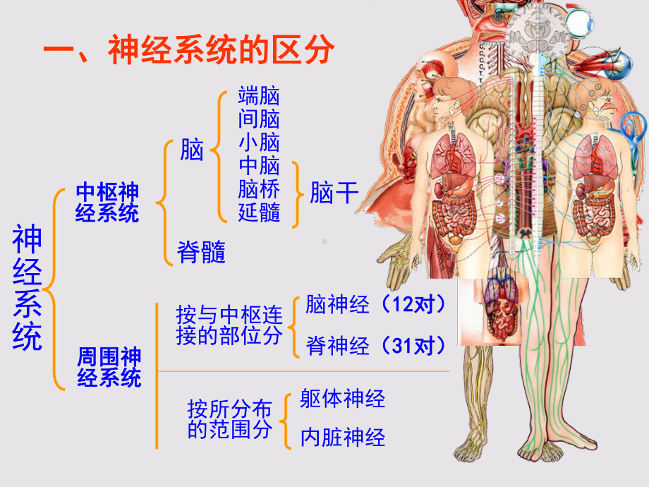 神经总论、脊髓课件.ppt_第3页