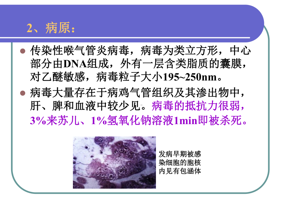 传染性喉气管炎课件.ppt_第3页