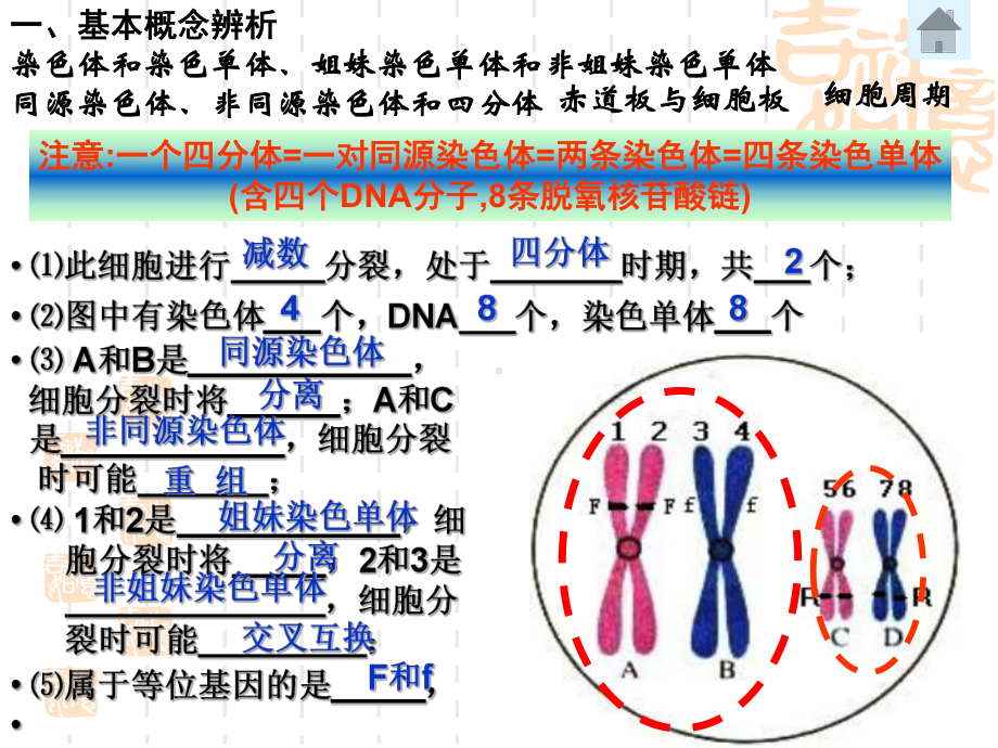 细胞分裂专题复习课件.pptx_第2页