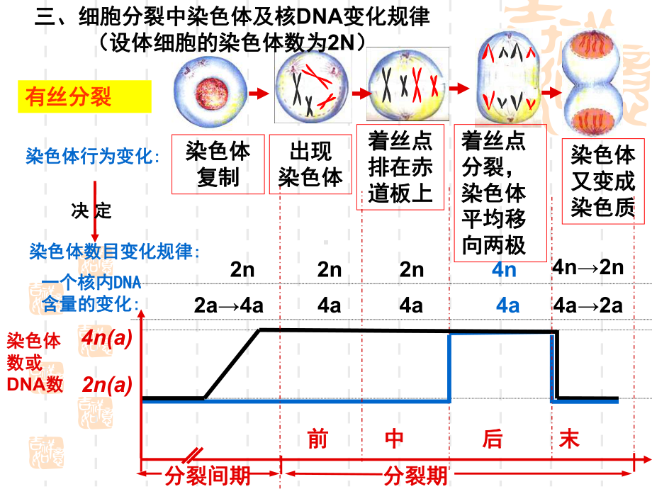 细胞分裂专题复习课件.pptx_第3页