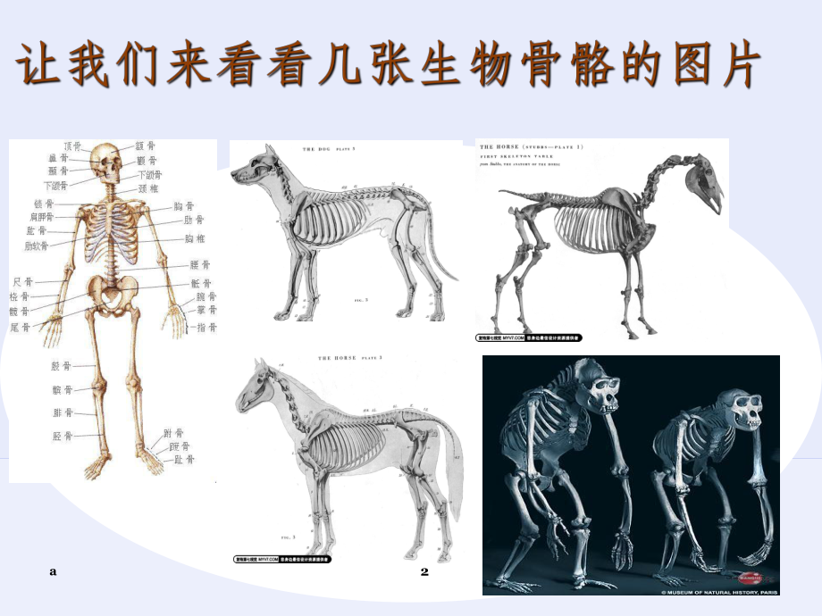 骨骼的生物力学课件.ppt_第2页