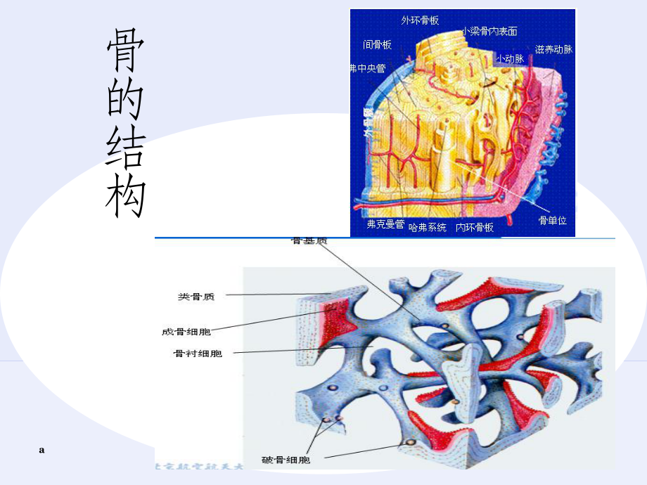 骨骼的生物力学课件.ppt_第3页