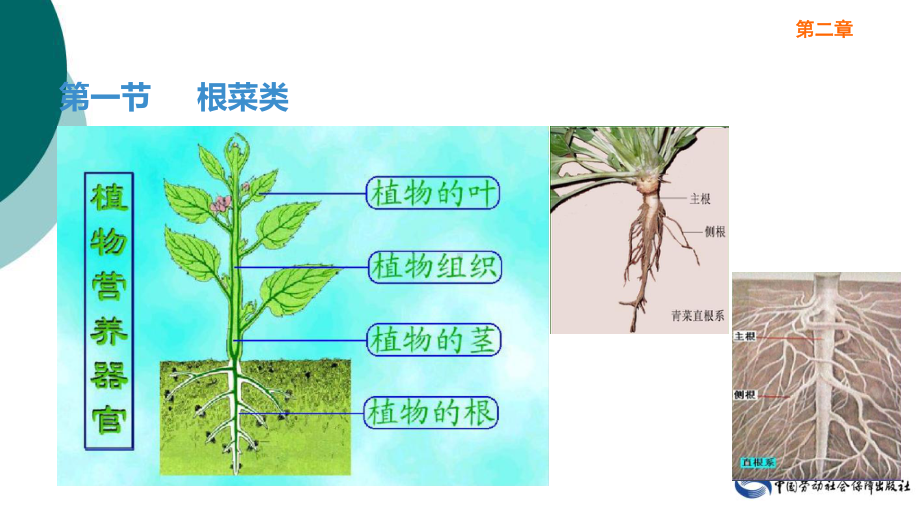 烹饪原料知识(第三版)-第二章-蔬菜类原料-第一节-根菜类课件.ppt_第3页